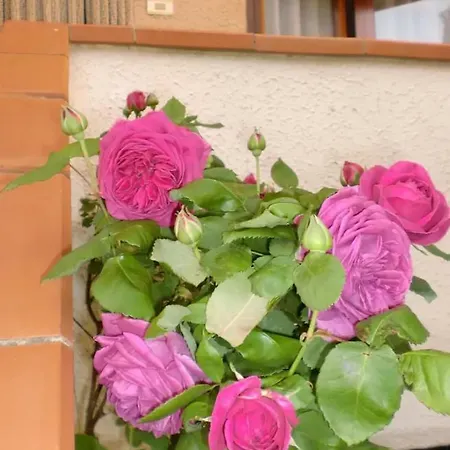 Apartment Casaolmi